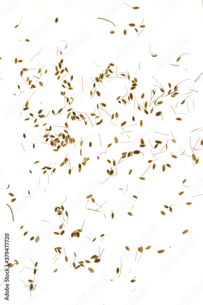dry dill seed isolated on the white background dry dill seed isolated on the white background