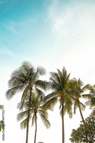 Waikiki Beach Palm trees and blue sky's