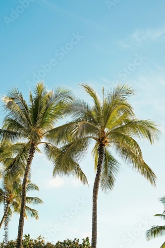 Waikiki Beach Palm trees and blue skys