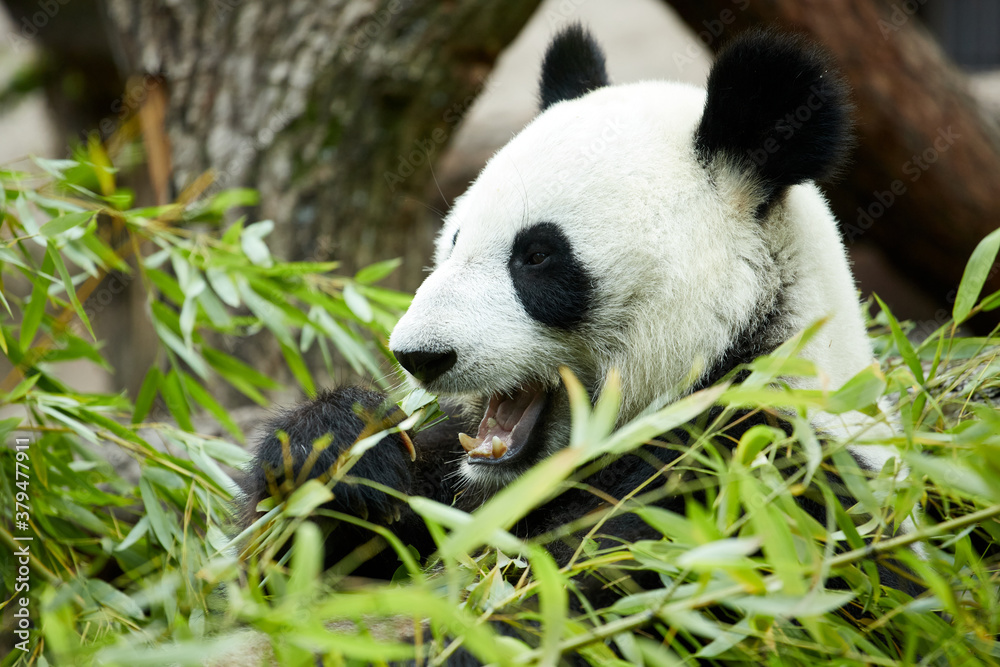 Fototapeta premium Close-up portrait of a giant panda. Bamboo bear giant panda eating bamboo