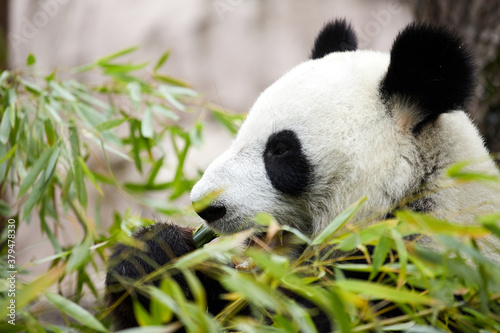 Fototapeta Naklejka Na Ścianę i Meble -  Close-up portrait of a giant panda. Bamboo bear giant panda eating bamboo