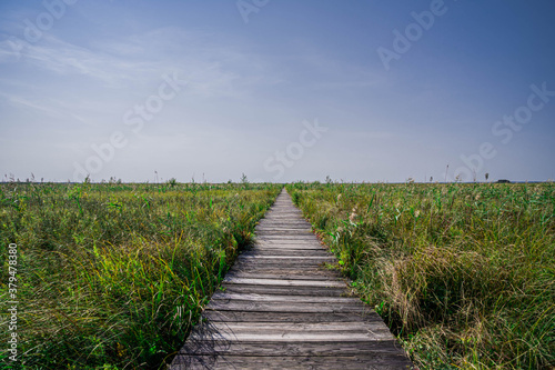 wooden path in the field © Maciek