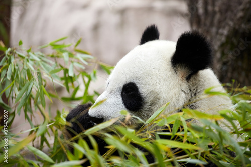 Close-up portrait of a giant panda. Bamboo bear giant panda eating bamboo © Savory