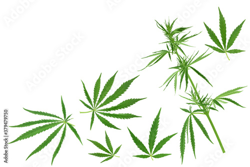 Cannabis leaf isolated on white background with clipping path and full depth of field  Top view with copy space for your text. Flat lay pattern