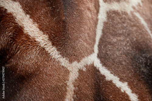 Skin of a giraffe close-up, abstract image, background. Animal print