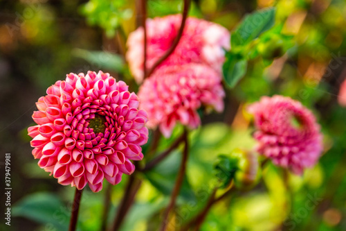 Red an yellow dahlia flower plant