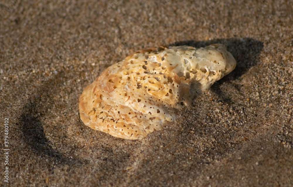 shell shell
