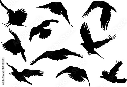 set of ten crow silhouettes isolated on white