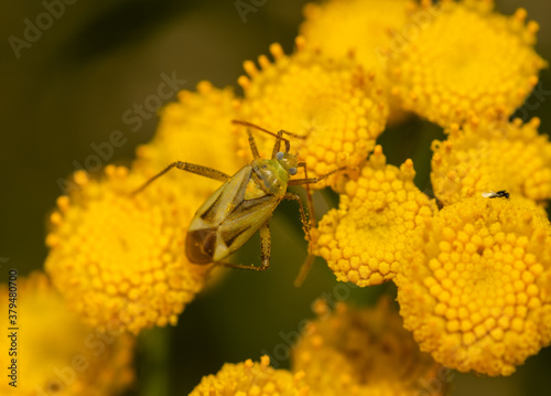 green beetle on yellow flower