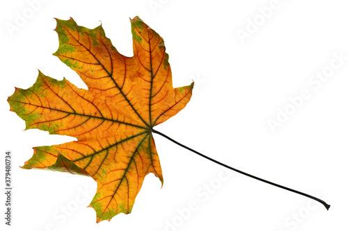 autumn maple leaf closeup object in details  bright and colorful  white background isolated  macro photo  depth of field entire object