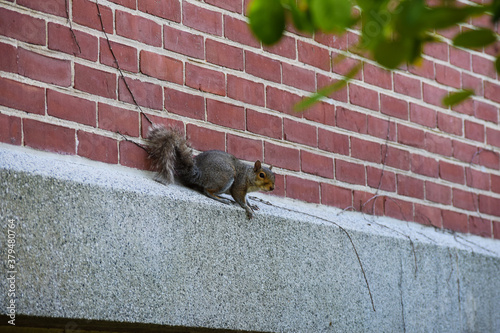 squirrel walking on building
