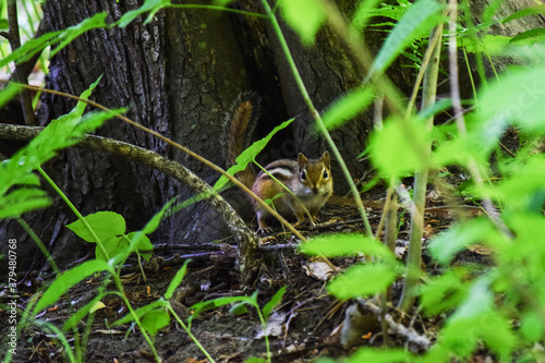 chipmunk