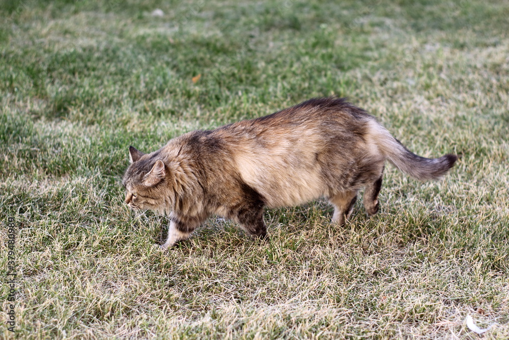 Fluffy stray cat walks on the lawn Fluffy stray cat walks on the lawn