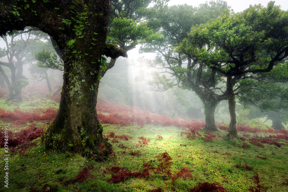 Beautiful sunny morning in magic forest Beautiful sunny morning in magic forest