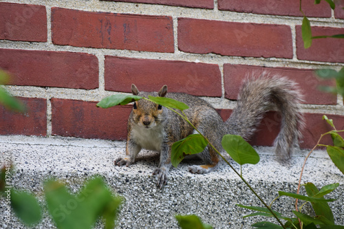 squirrel on a building