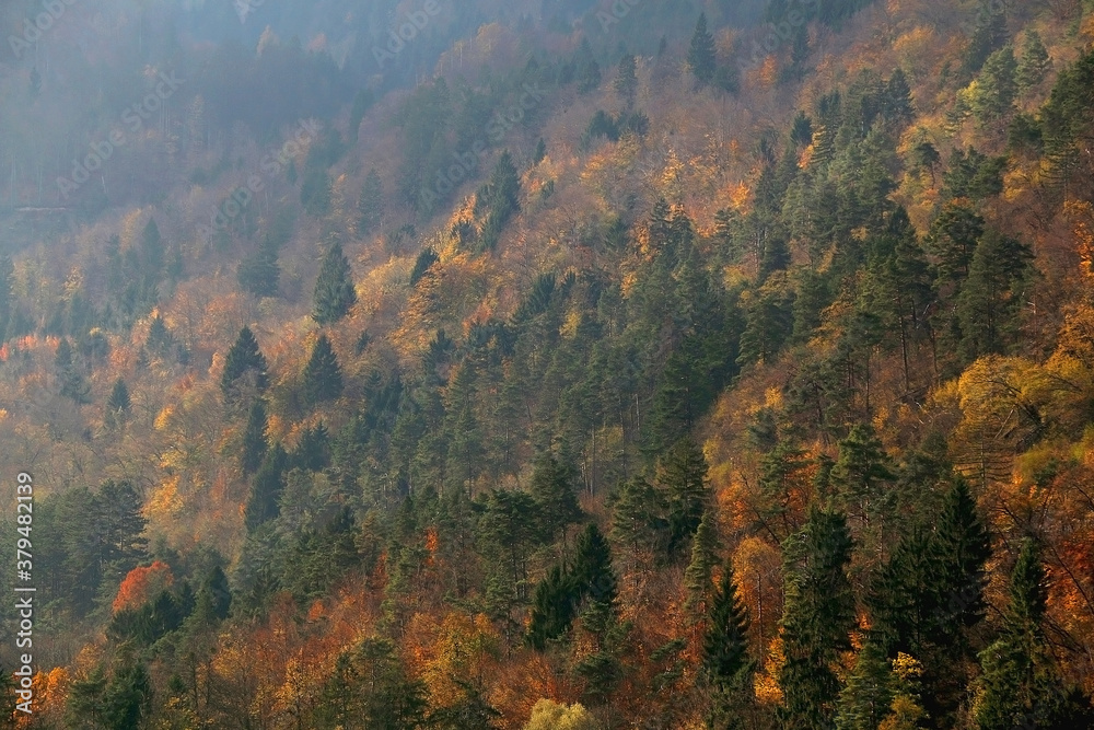 Deciduous and evergreen trees in the forest during autumn.