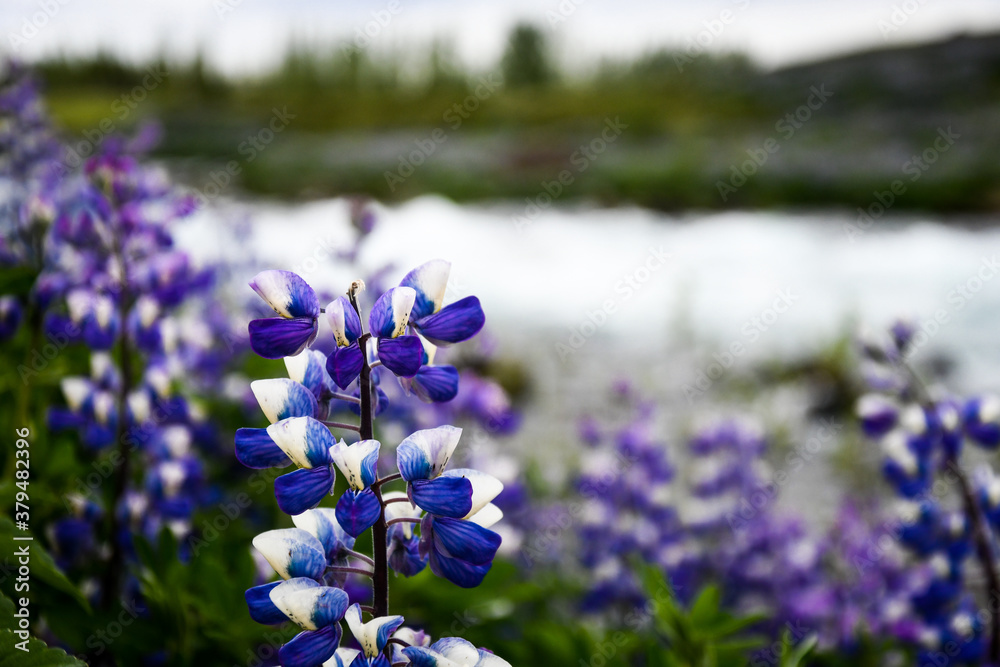 Obraz premium Lupinen