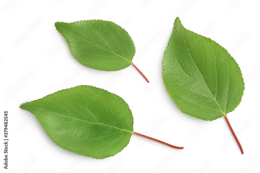 Fototapeta premium apricot leaf isolated on a white background with clipping path and full depth of field. Top view. Flat lay