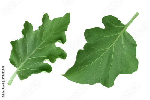 eggplant leaf isolated on white background with clipping path and full depth of field. Top view. Flat lay