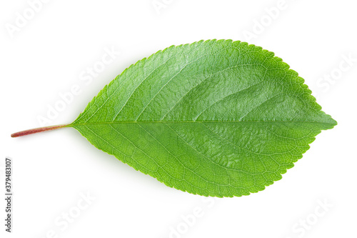 cherry leaf isolated on a white background with clipping path and full depth of field. Top view. Flat lay