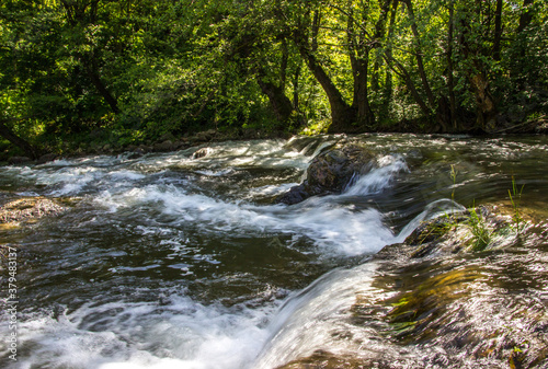 river in the forest