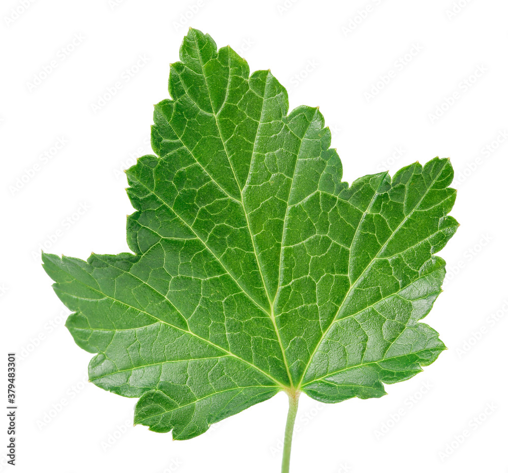 currant leaf isolated on white background with clipping path and full depth of field. Top view. Flat lay