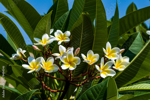 Plumeria blooming flower in backyard garden, copy space