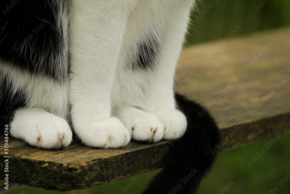 black and white cat black and white cat
