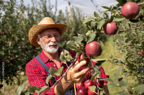 Farmer harvesting red apples in orchard