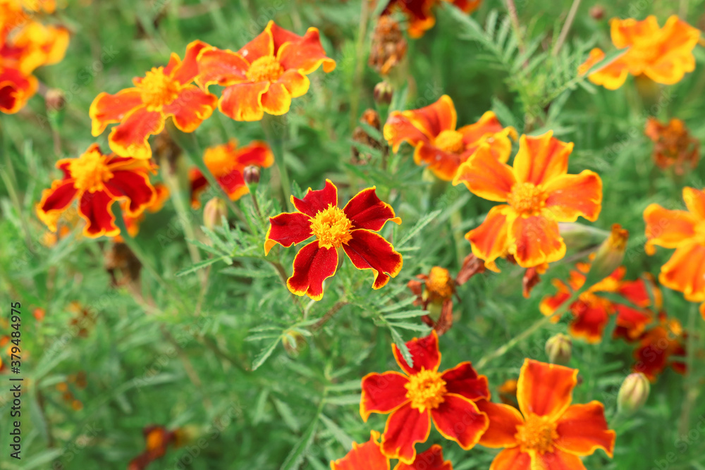 marigolds in the garden marigolds in the garden