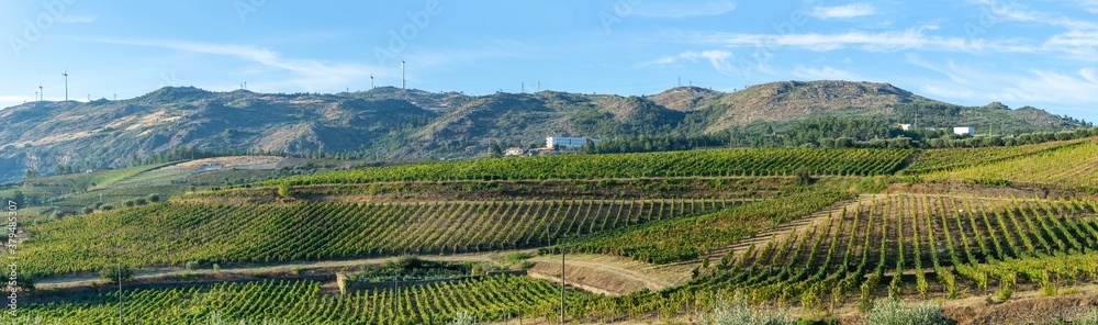 Land planted with vines for the wine harvest.