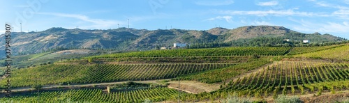 Land planted with vines for the wine harvest.