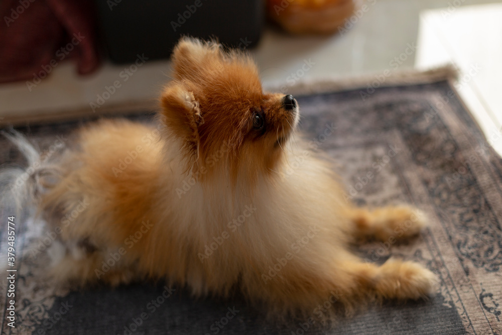Pomeranian breed dog excitedly waits for food Pomeranian breed dog excitedly waits for food