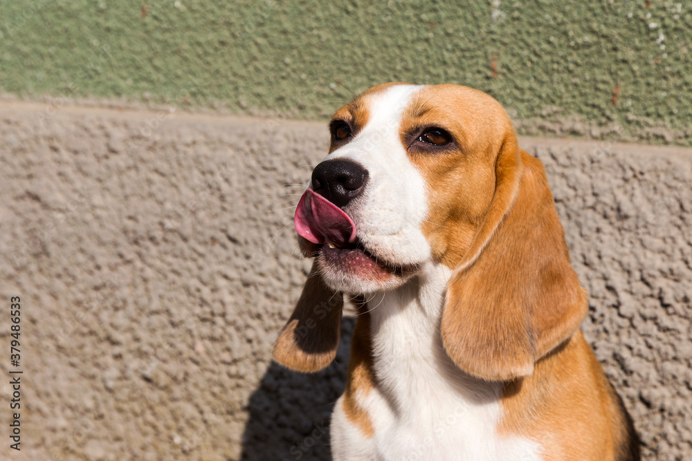Portrait cute face Beagle dog. Closeup Breed dog portrait. Beagle  sits with his tongue sticking out.