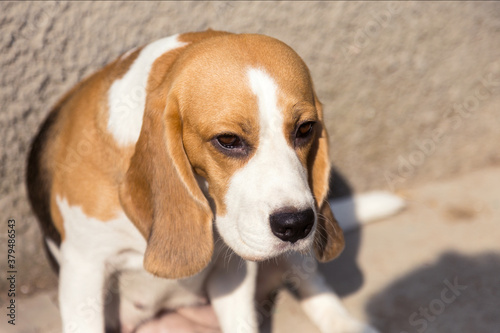 Portrait cute face Beagle dog. Closeup Breed dog portrait.