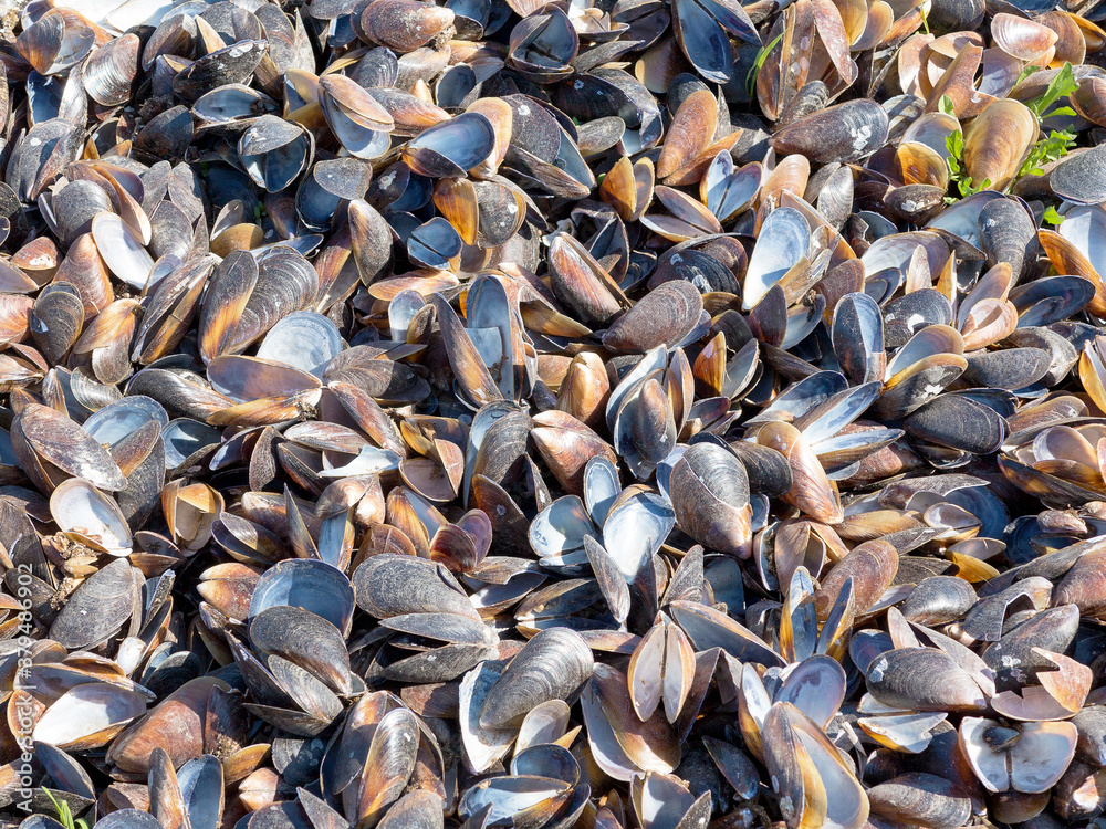 Authentic background of mussel shells in sand and grass. Blue mussel (Mytilus trossulus) shells picked at beach. Shells of mussels - Mytilidae sea grass, seaweed, algal with shells Authentic background of mussel shells in sand and grass. Blue mussel (Mytilus trossulus) shells picked at beach. Shells of mussels - Mytilidae sea grass, seaweed, algal with shells