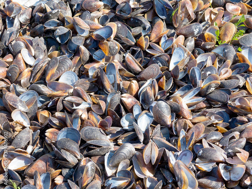 Authentic background of mussel shells in sand and grass. Blue mussel (Mytilus trossulus) shells picked at beach. Shells of mussels - Mytilidae sea grass, seaweed, algal with shells