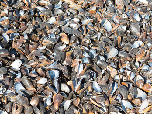 Authentic background of mussel shells in sand and grass. Blue mussel (Mytilus trossulus) shells picked at beach. Shells of mussels - Mytilidae sea grass, seaweed, algal with shells