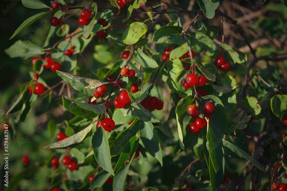 Berries of alder buckthorn. Frangula alnus. Red berries of Frangula alnus bush.