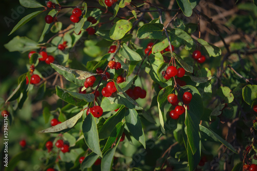 Berries of alder buckthorn. Frangula alnus. Red berries of Frangula alnus bush.