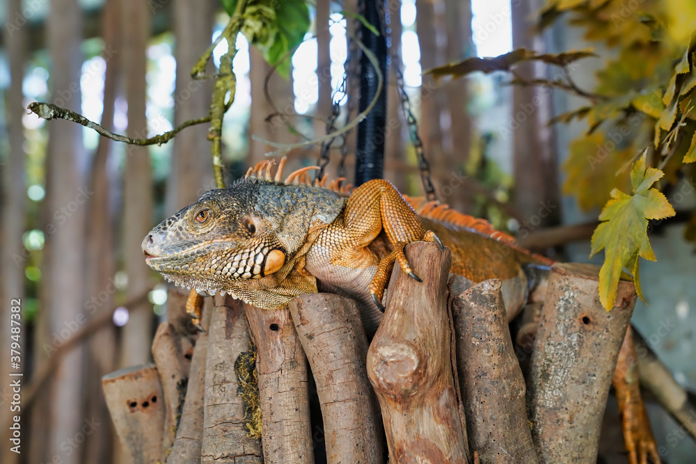 Fototapeta premium iguana is a genus of large arboreal lizards in the family Iguanidae 