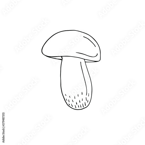 Vector hand drawn doodle King bolote cep mushroom isolated on white background