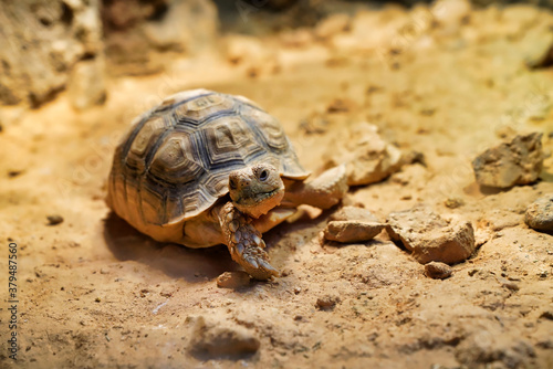 Geochelone sulcata land desert turtle      © Sergey Fomin