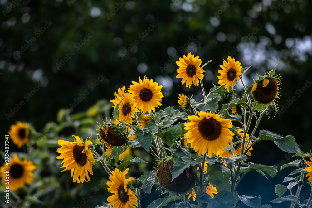 Nice summer field flowers after the rain nature weather Nice summer field flowers after the rain nature weather