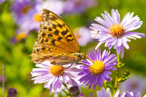 Beautiful butterfly feeding on a bright pink flower closeup. © rastkobelic