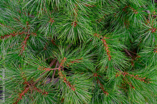 Background of Christmas tree branches. fir pine coniferous tree texture background