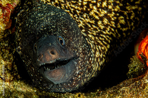 Moray fish