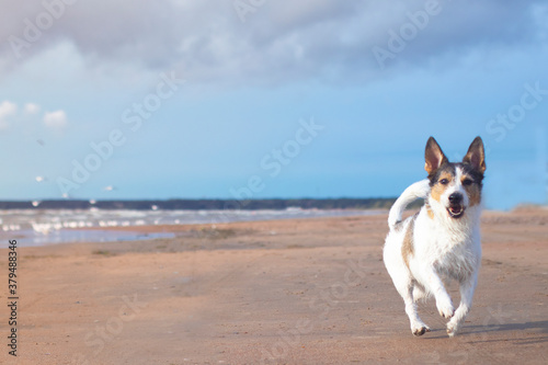 Happy dog runs along the bay or sea, copy space.