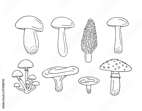 Vector set bundle of hand drawn doodle sketch mushroom isolated on white background