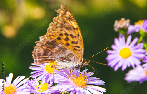 Beautiful butterfly feeding on a bright pink flower closeup.